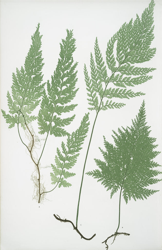 Detail of The European bristle fern by Henry Riley Bradbury