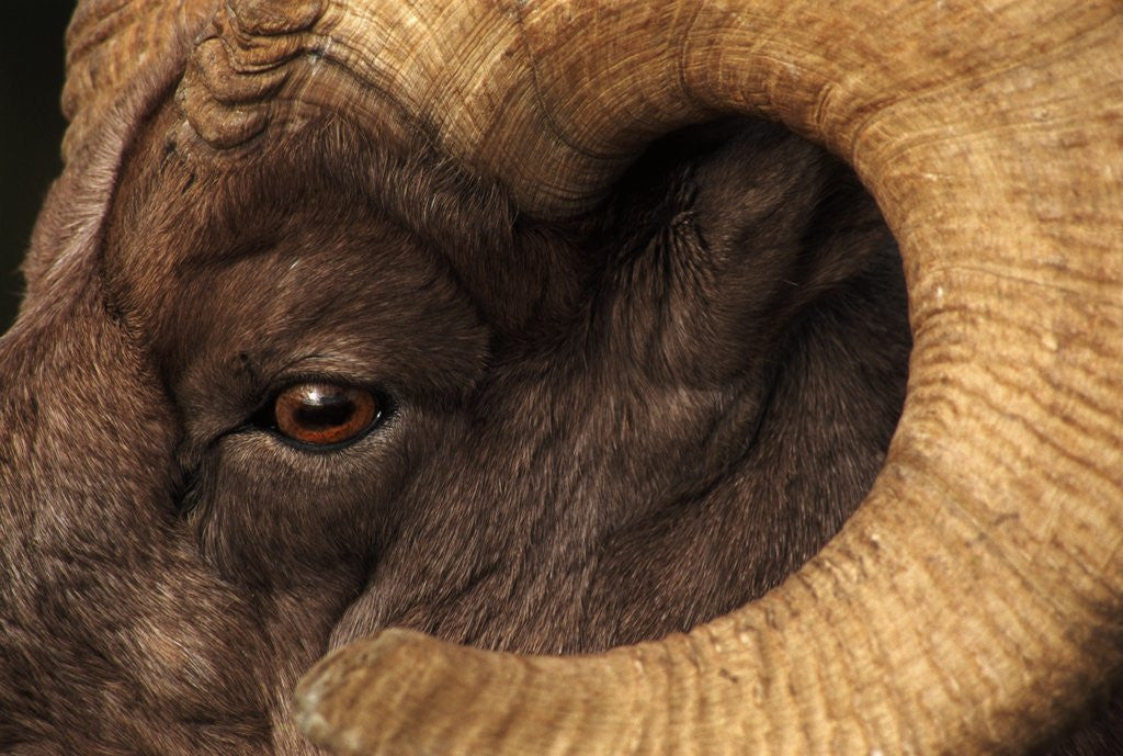 Detail of Head of American Bighorn Sheep by Anonymous