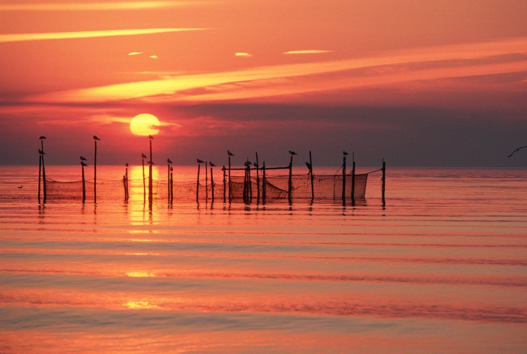 Detail of Silhouetted Fishing Net at Sunset by Anonymous