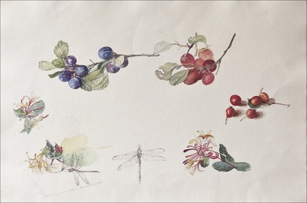 Detail of Autumn Fruits and Flowers, 2007 by Caroline Hervey-Bathurst