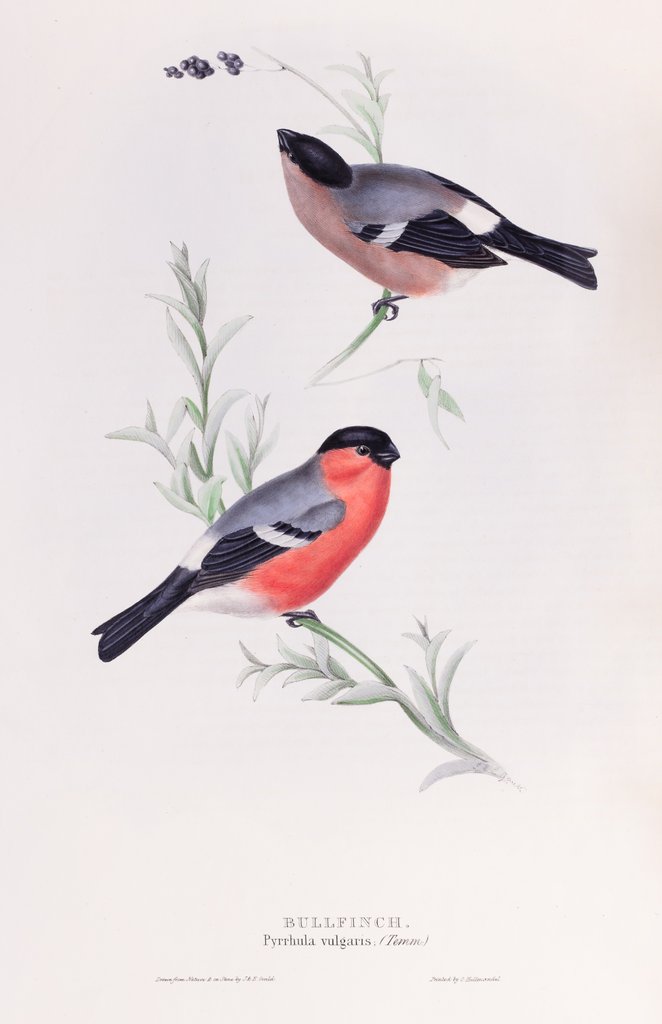 Bullfinch; Pyrrhula vulgaris (Temm.) by John and Elizabeth Gould