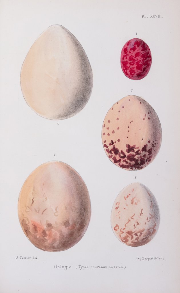 Detail of Oologie (Types nouveaux ou rares) by J. Terrier