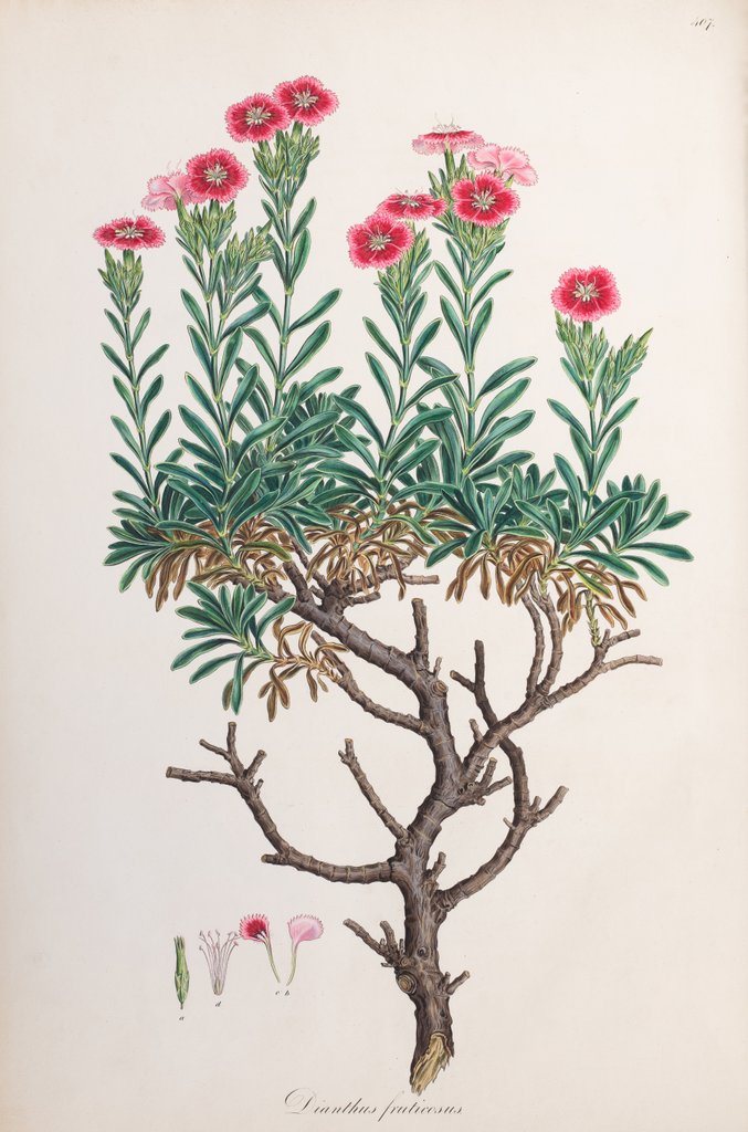 Detail of Dianthus fruticosus by Ferdinand Bauer