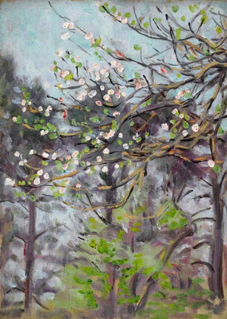 Detail of Cherry tree in blossom with pine trees in background by Arthur Haythorne Studd