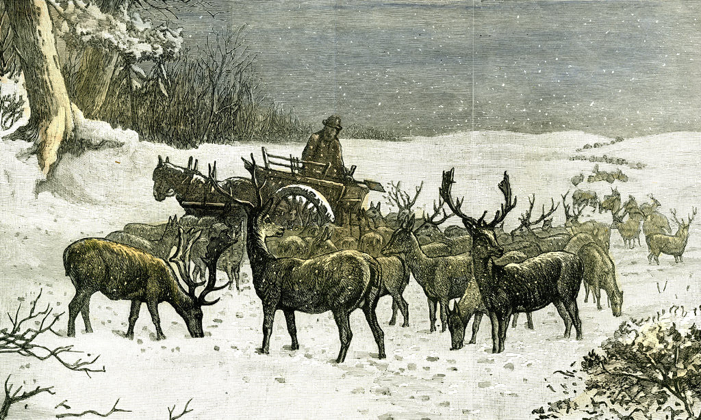 Detail of London Richmond Park UK 1887 Feeding the Deer in Severe Weather Great Britain by Anonymous
