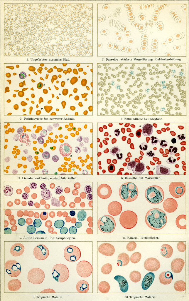 Detail of Blood and Blood Movement 19th Century Blood Blood Cell by Anonymous