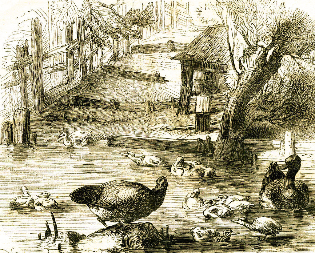 Detail of Ducks 19th Century by Anonymous