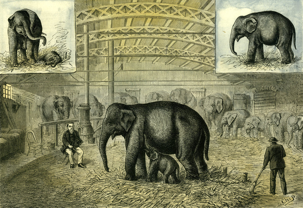 Detail of Philadelphia U.S.A. 1880 Baby Elephant the First Elephant by Anonymous
