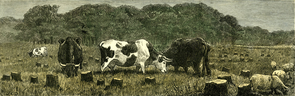 Detail of Canada Farm Life Cattle Grazing in Newly Cleared Pasture 1880 by Anonymous