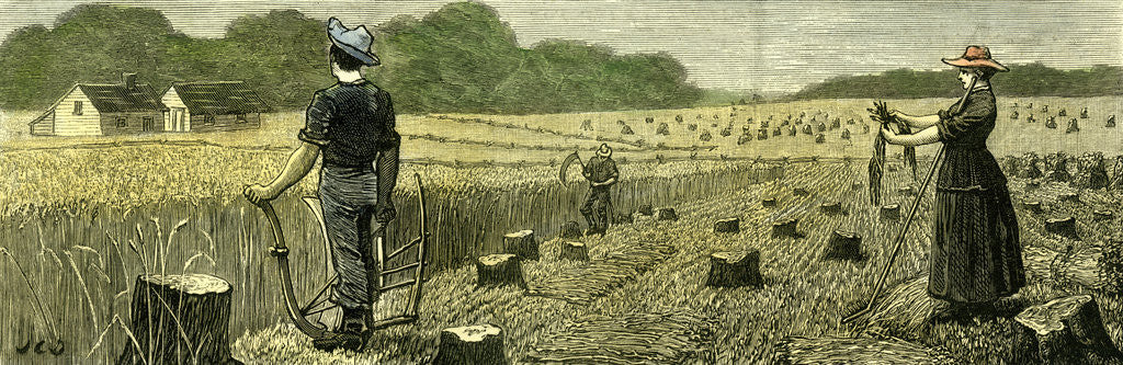 Detail of Canada Wheat Harvest in New Land 1880 by Anonymous