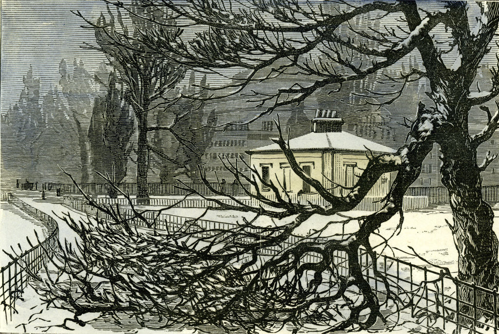 Detail of Kensington Gardens London 1887 Damage to Trees Near Queen's Gate by Anonymous