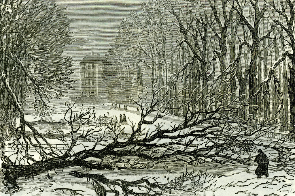 Detail of Kensington Gardens London 1887 Trees Blown in Broad Walk by Anonymous