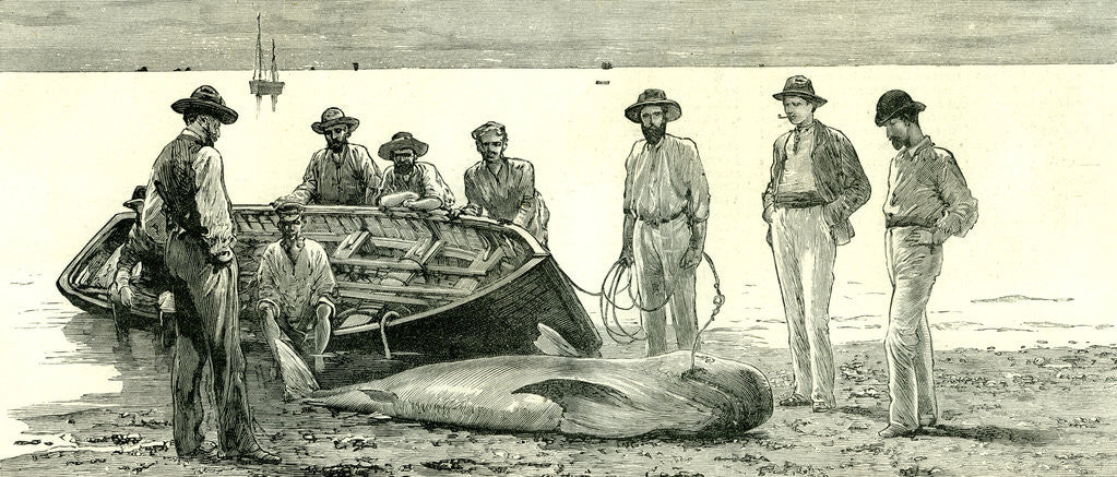Detail of Caribbean Sea 1885 Shark Fishing Fish by Anonymous