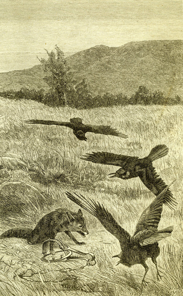 Detail of Hunt Fox Austria 1891 by Anonymous