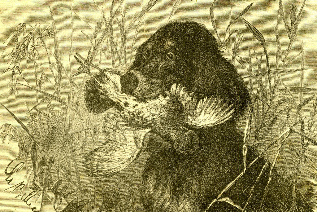 Detail of Dog Bird Hunt 1891 Austria by Anonymous