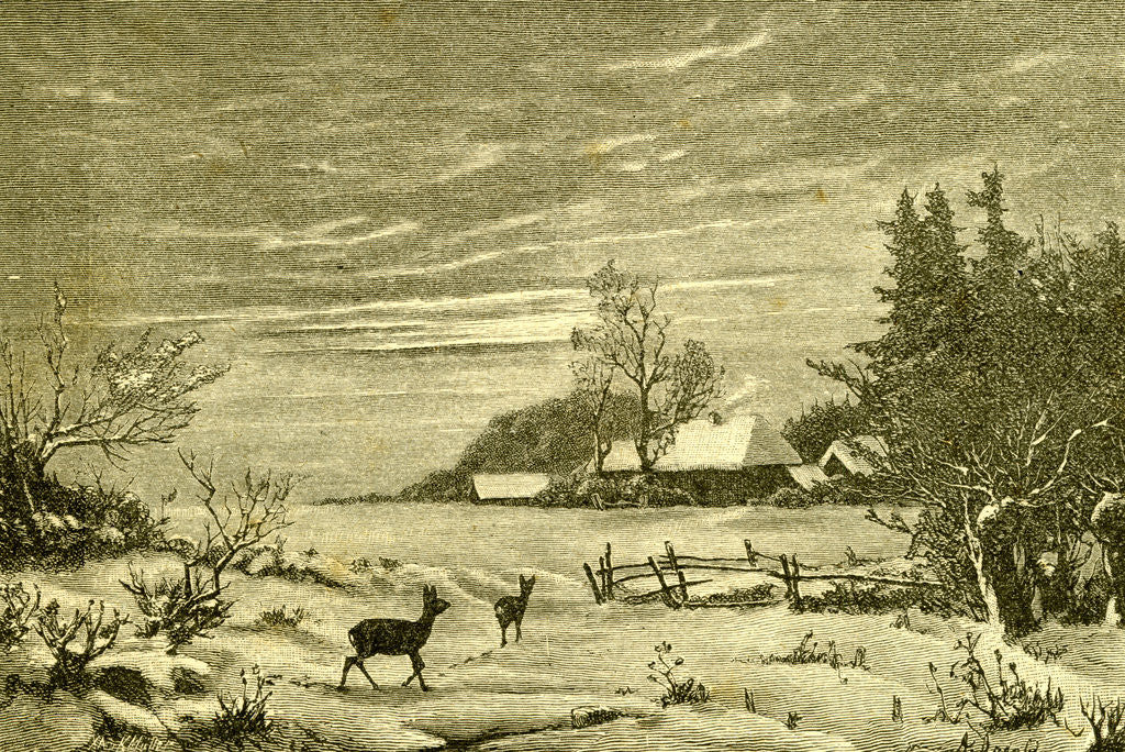 Detail of Winter Time Deer Austria 1891 by Anonymous