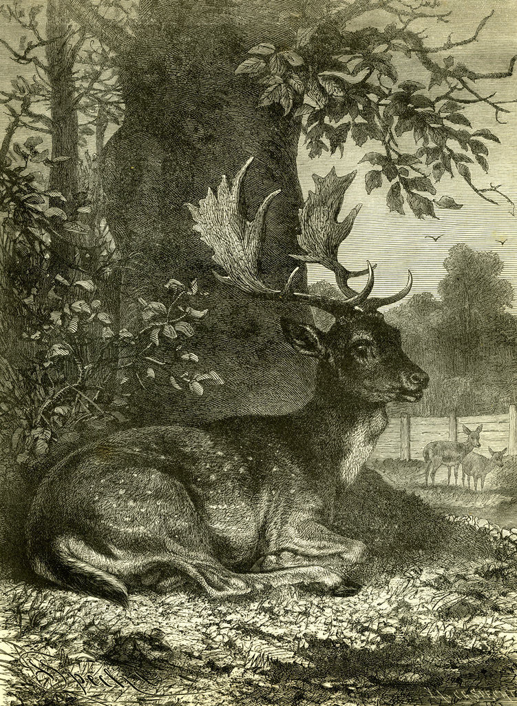 Detail of Hunting Austria 1891 by Anonymous