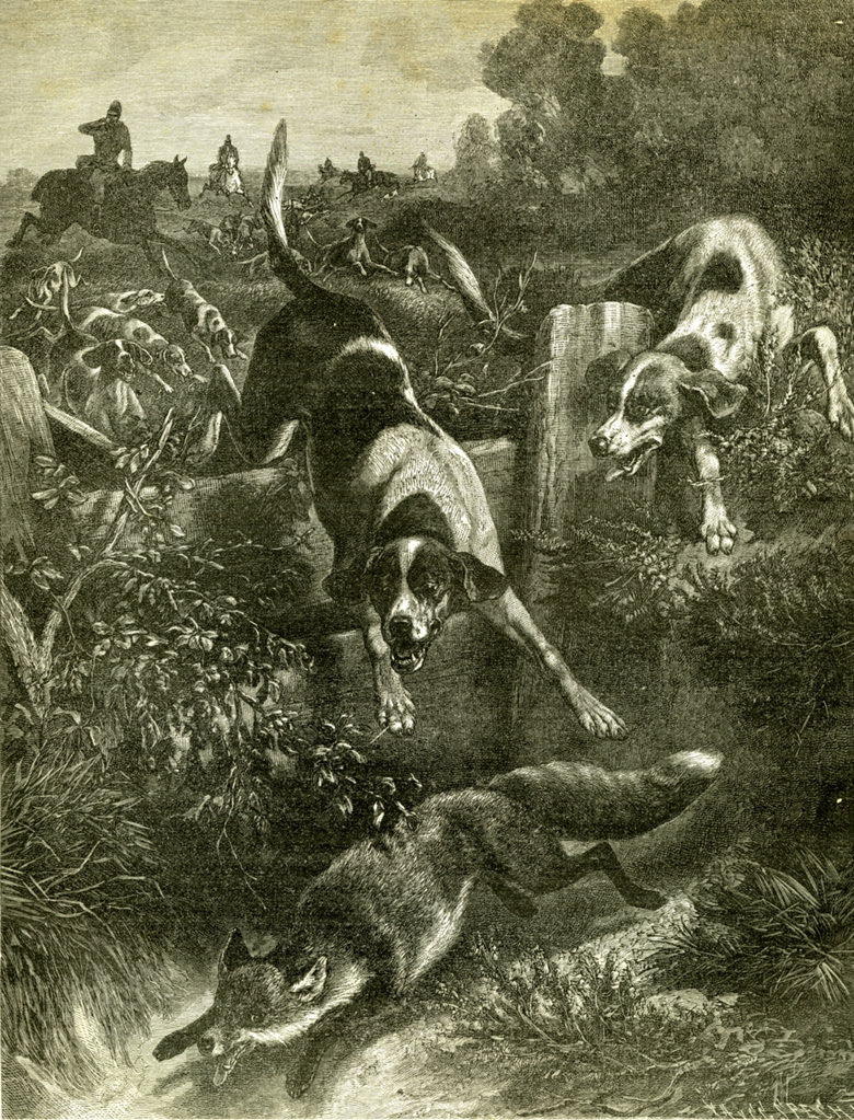 Detail of Hunt Austria Fox 1891 by Anonymous