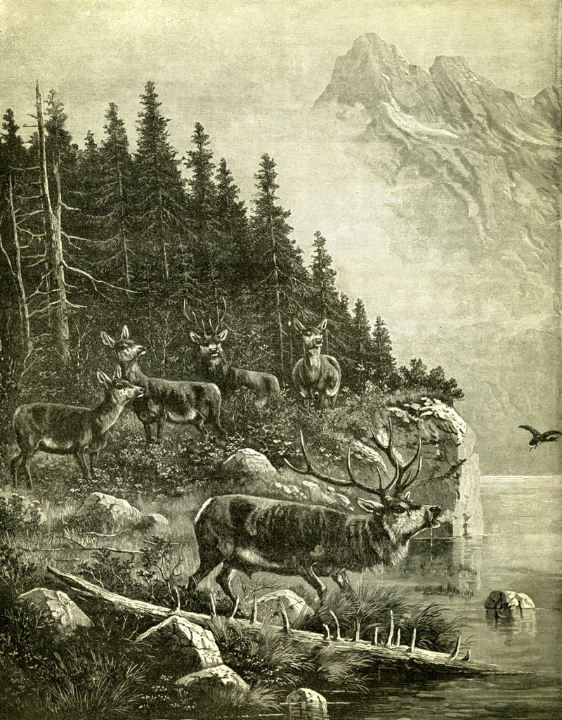 Detail of Hunt Austria Deer 1891 by Anonymous