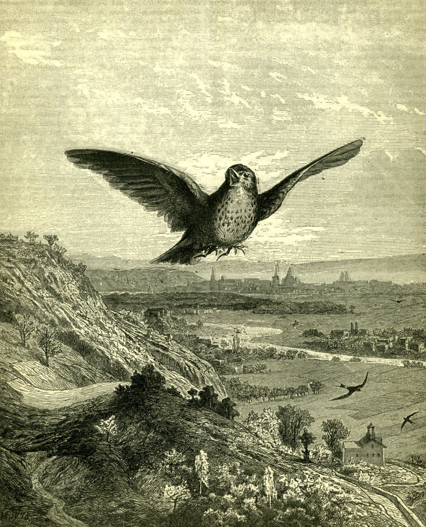 Detail of Spring Austra 1891 by Anonymous