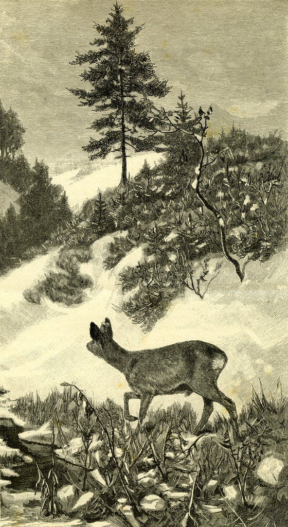 Detail of Austria Deer 1891 by Anonymous