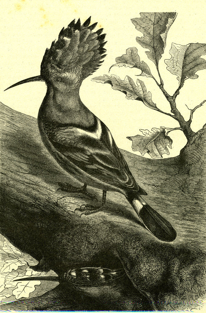 Detail of Birds Austria 1891 by Anonymous