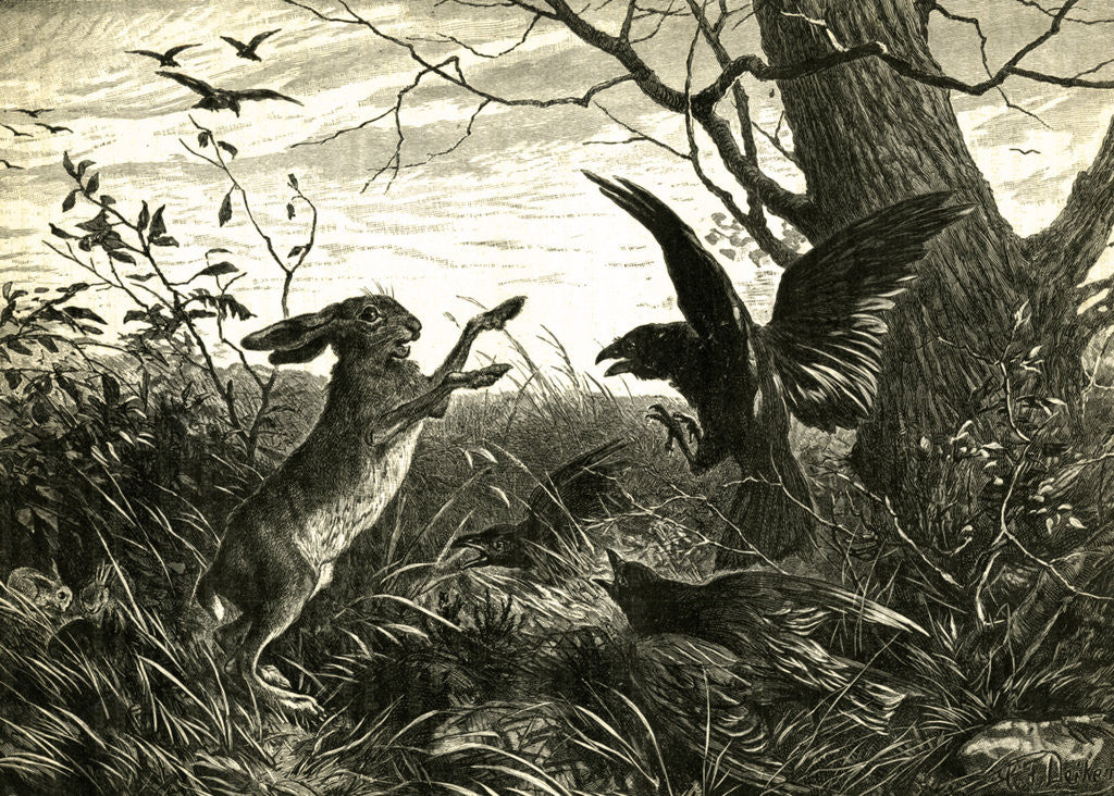 Detail of Hare Austria 1891 by Anonymous