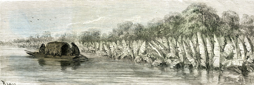 Detail of Ucayali River Peru 1869 by Anonymous