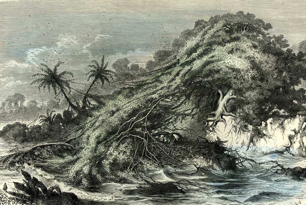 Detail of Ucayali Peru 1869 by Anonymous