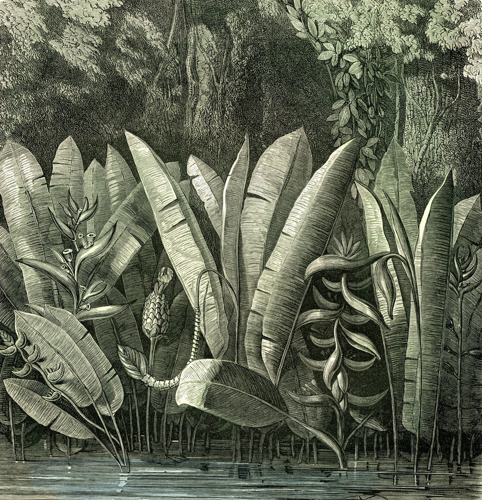 Detail of Ucayali Peru 1869 by Anonymous