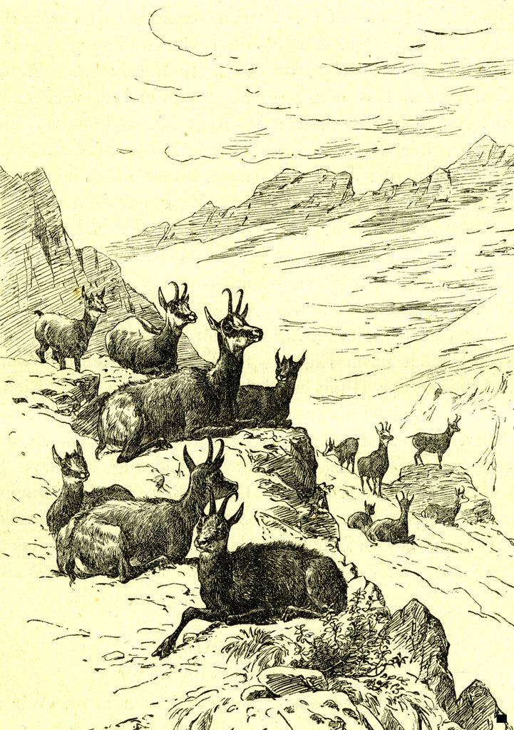 Detail of Deer Austria 1891 by Anonymous