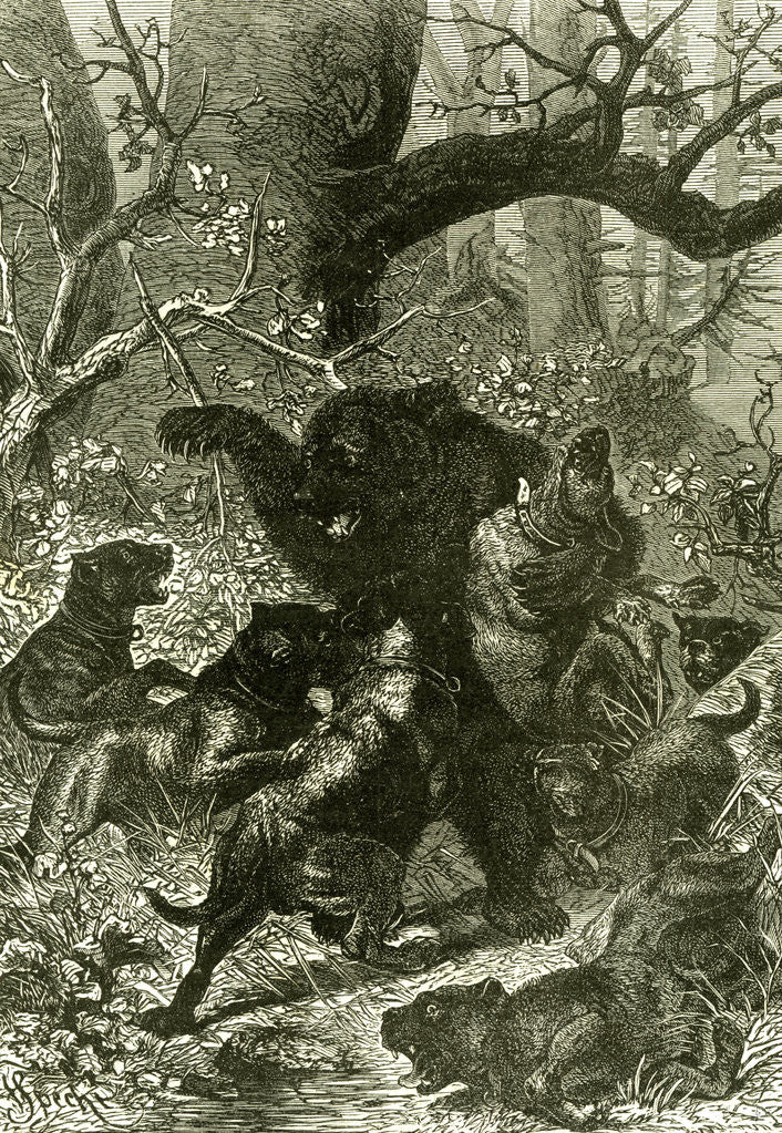 Detail of Bear Hunt 1891 Russia by Anonymous