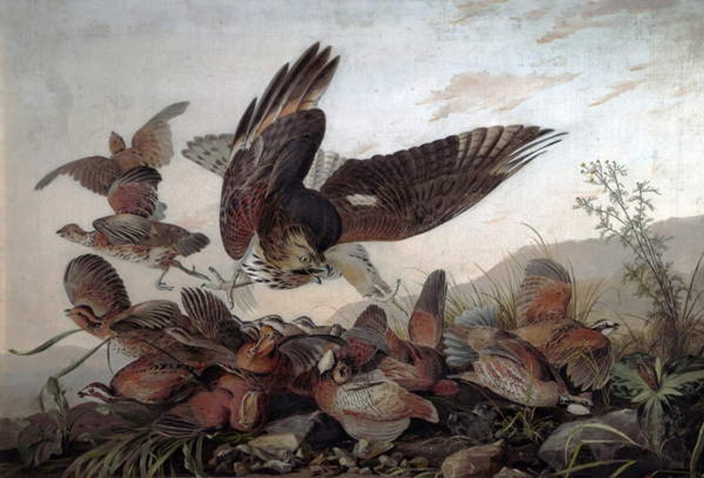 Detail of Hawks Attacking Partridges, 1826 by John James Audubon