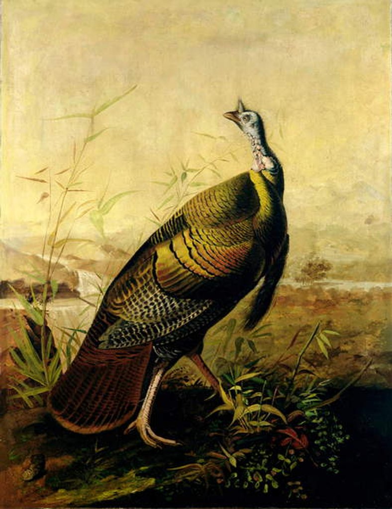 Detail of The American Wild Turkey Cock by John James Audubon