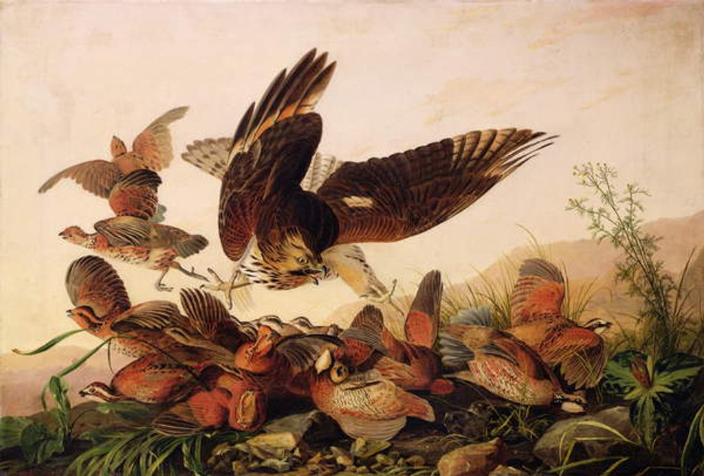 Detail of Red-Shouldered Hawk Attacking Bobwhite Partridges, 1827 by John James Audubon