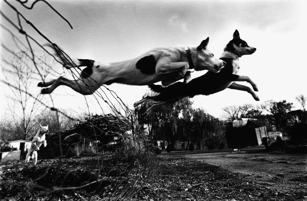 Detail of Dogs Leaping Over Wire Fence by Corbis
