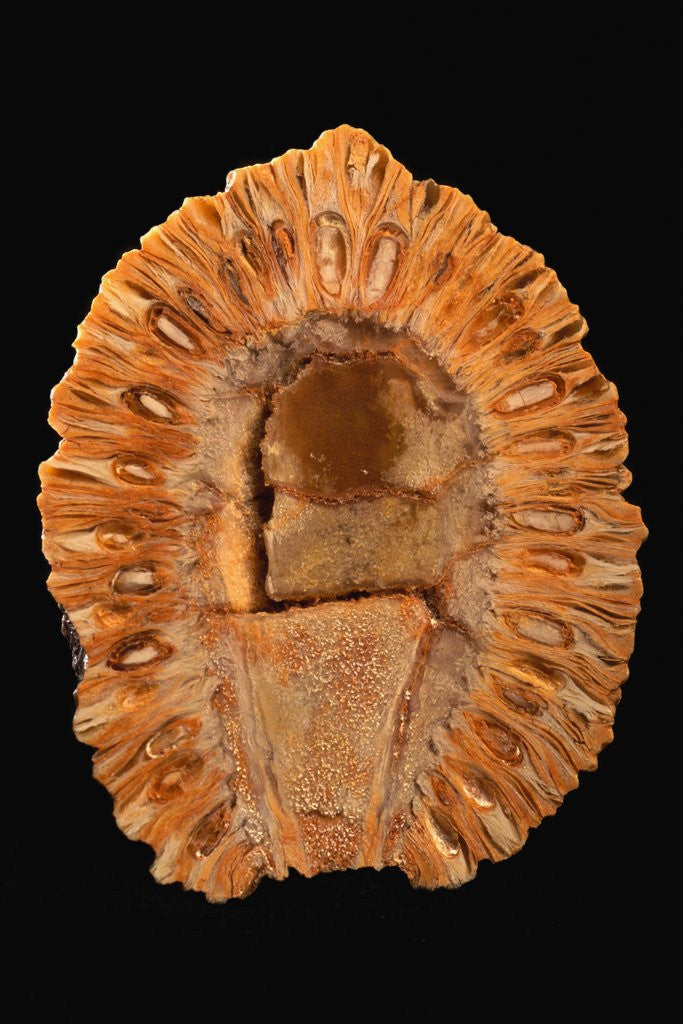 Detail of Fossilized Pine Cone by Corbis