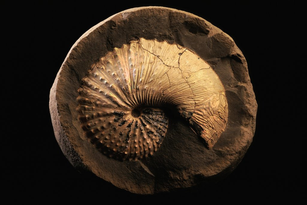 Detail of Jeletzkytes Nebrascensis Fossil by Anonymous