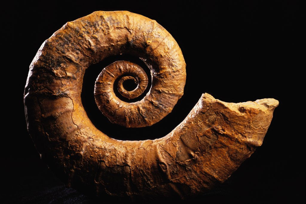 Detail of Crioceratite Fossil by Anonymous