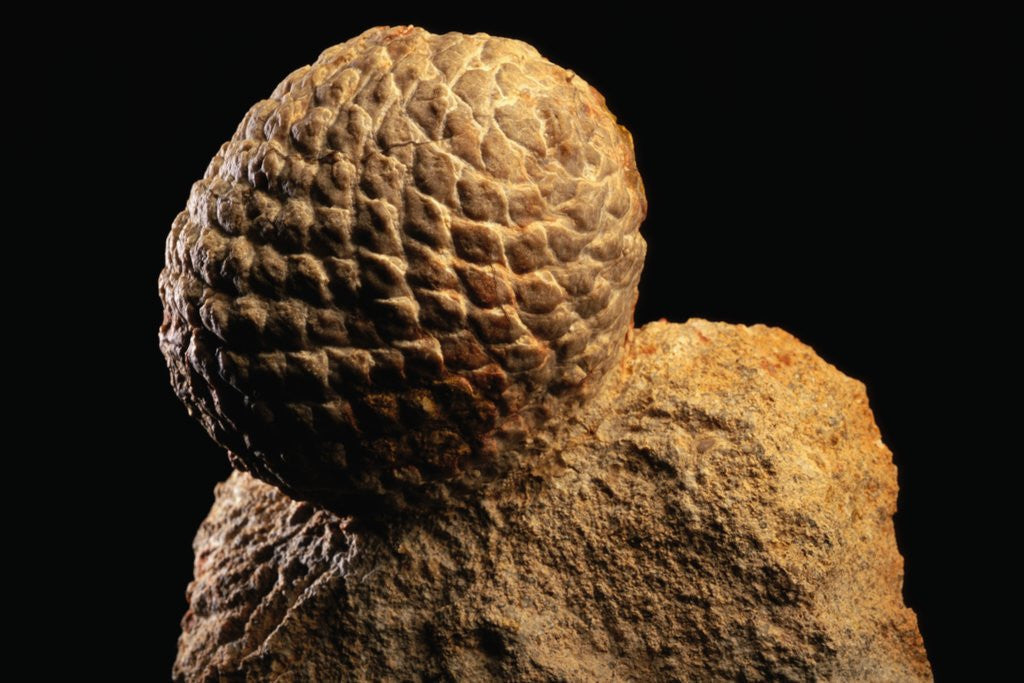 Detail of Fossilized Pine Cone by Anonymous