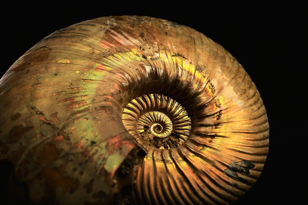 Detail of Late Jurassic Fossil by Anonymous