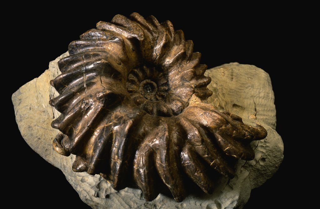 Detail of Late Cretaceous Period Fossil by Anonymous