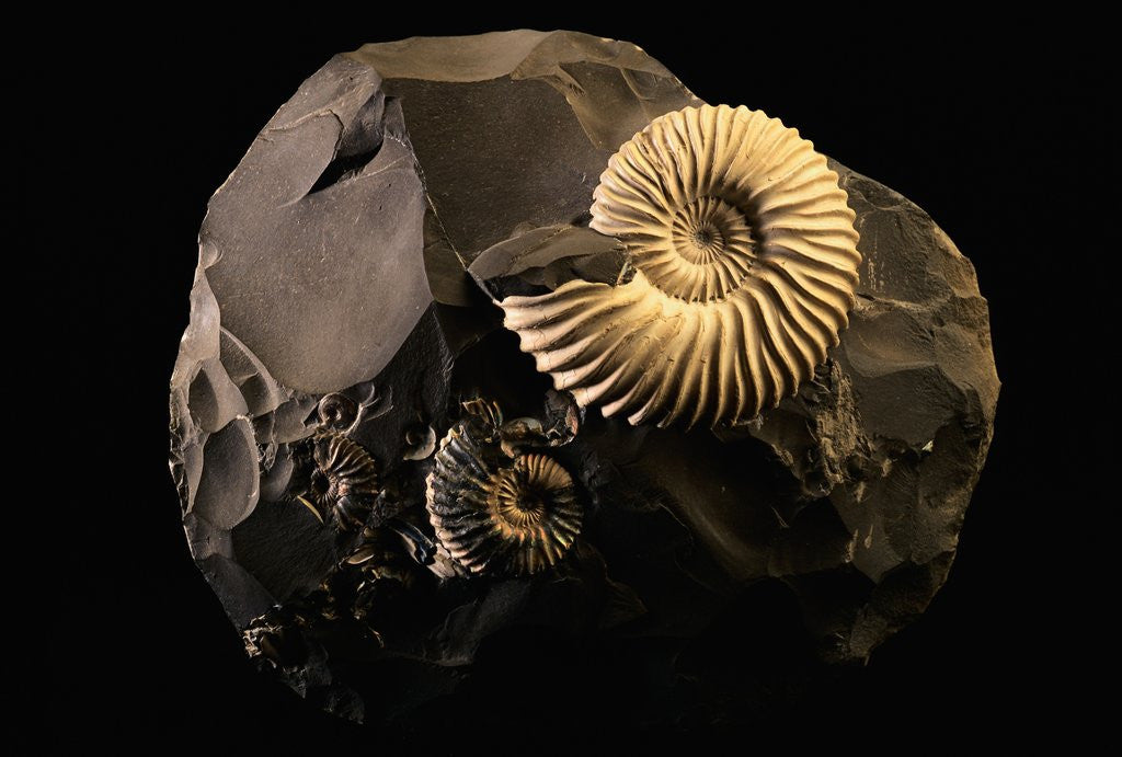Detail of Early Cretaceous Period Fossil by Anonymous