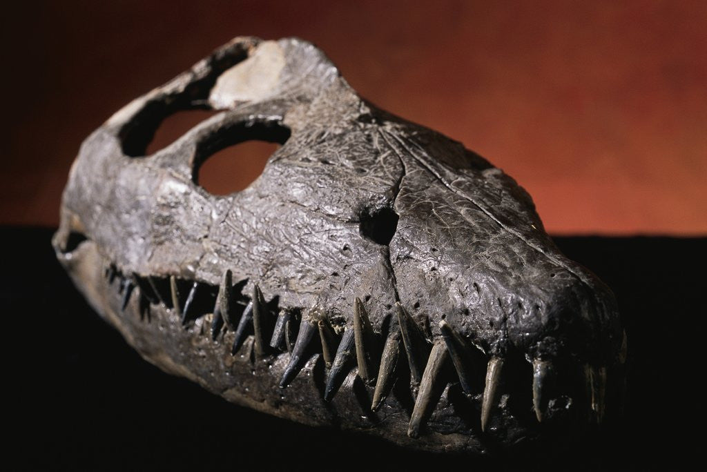 Detail of Fossil Crocodile Skull by Anonymous