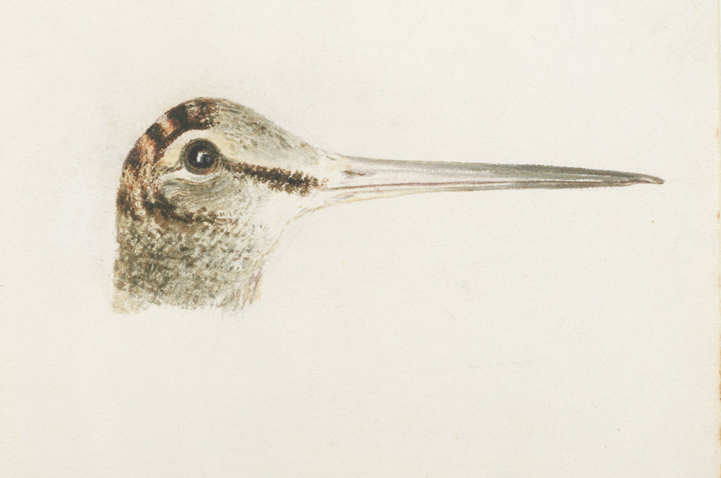 Woodcock, from The Farnley Book of Birds, c.1816 by Joseph Mallord William Turner