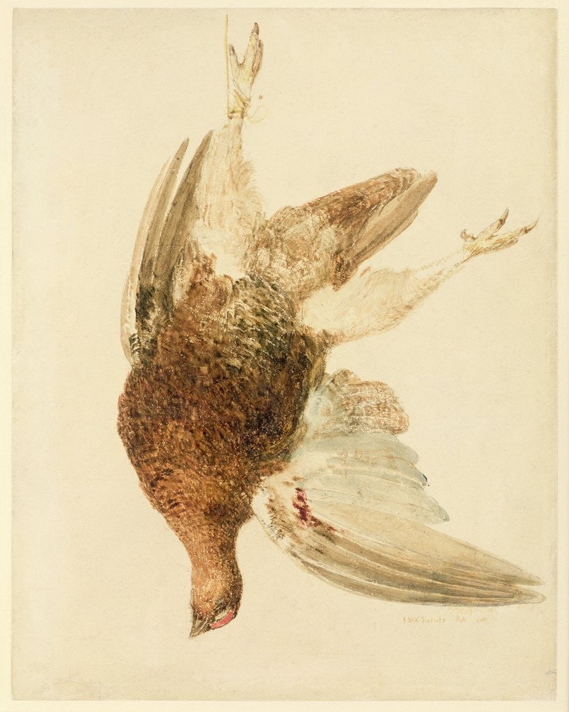 Detail of Grouse, from The Farnely Book of Birds, c.1816 by Joseph Mallord William Turner
