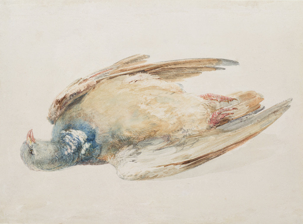 Detail of Pigeon, from The Farnley Book of Birds, c.1816 by Joseph Mallord William Turner