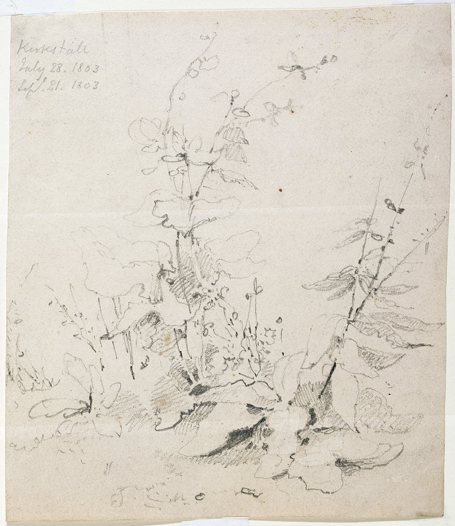 Detail of Study of Weeds, Kirkstall, 1803 by John Sell Cotman