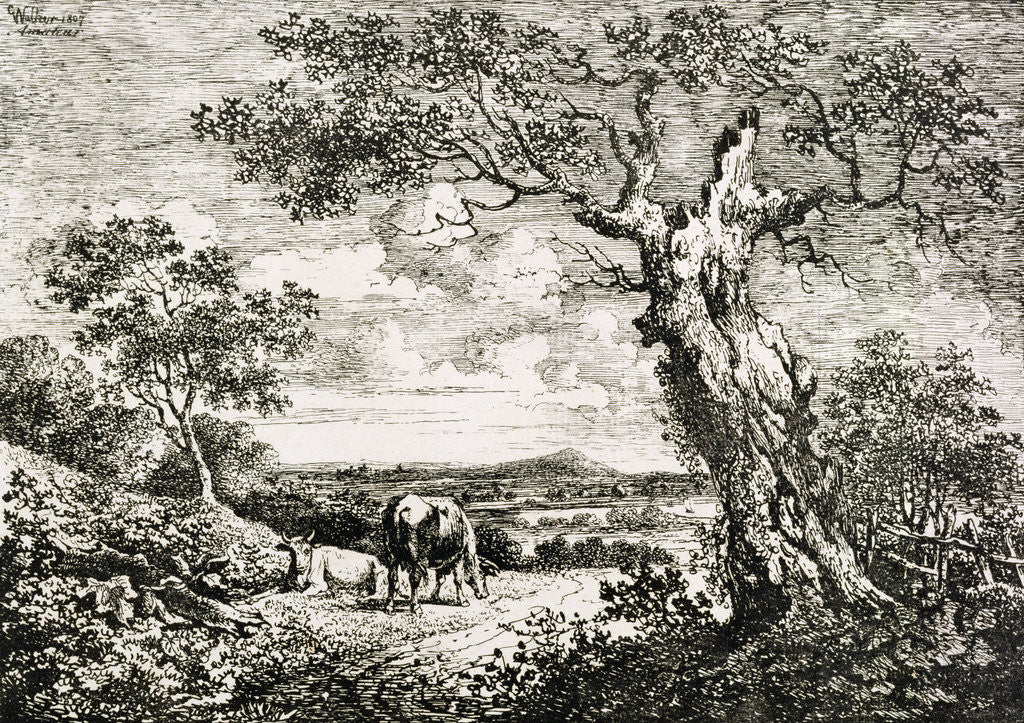 Detail of Two cows in a field by George Walker