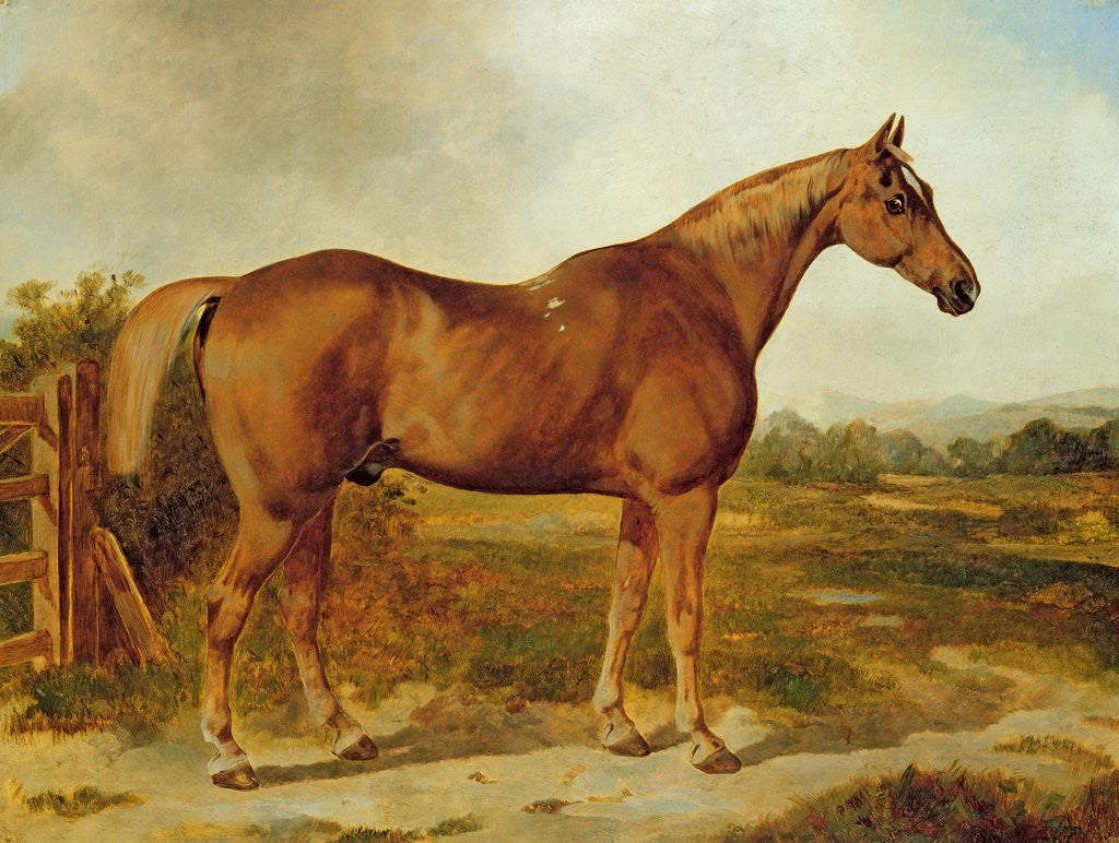 Detail of Silvertail, Portrait of a Horse by English School